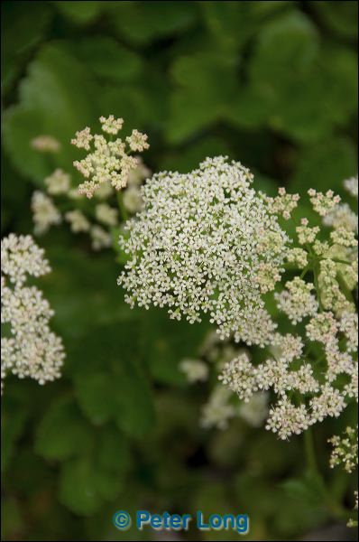 dsc_2482.jpg